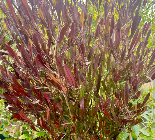 Dodonea Viscosa