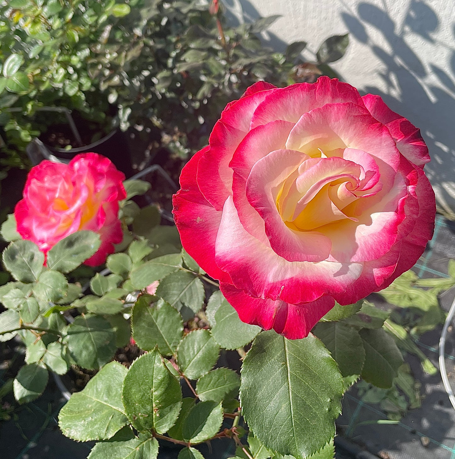 Double Delight v24 cm