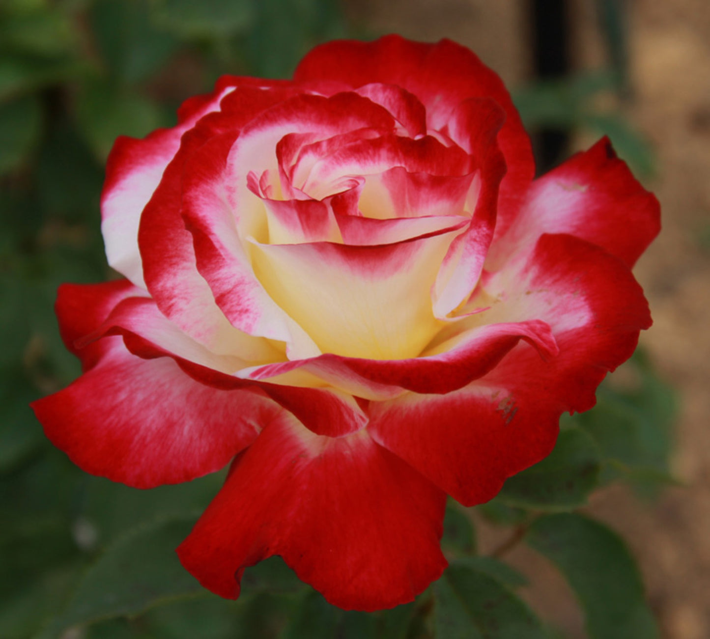 Double Delight v24 cm