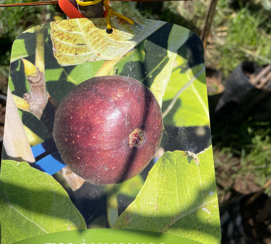 Fico San Mango v20 cm