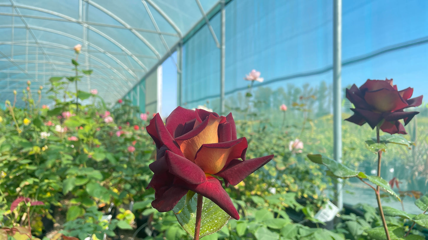 Eddy Mitchell Meirysett