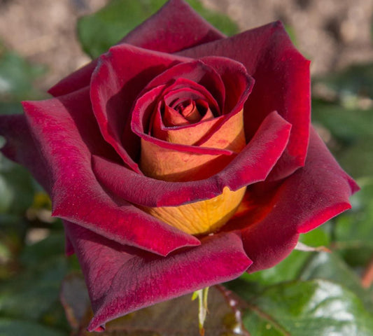 Eddy Mitchell Meirysett