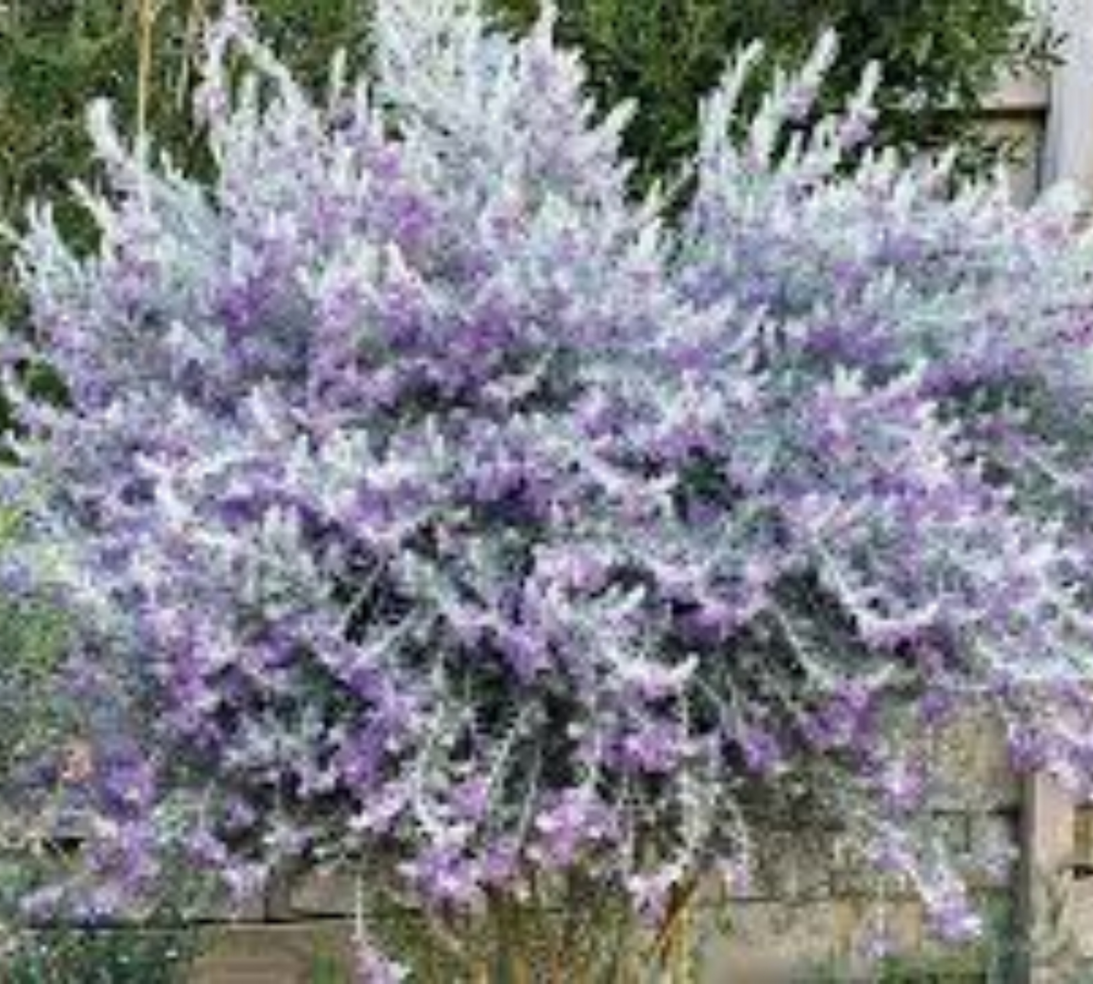 Eremophila Nivea