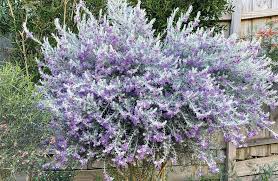 Eremophila Nivea