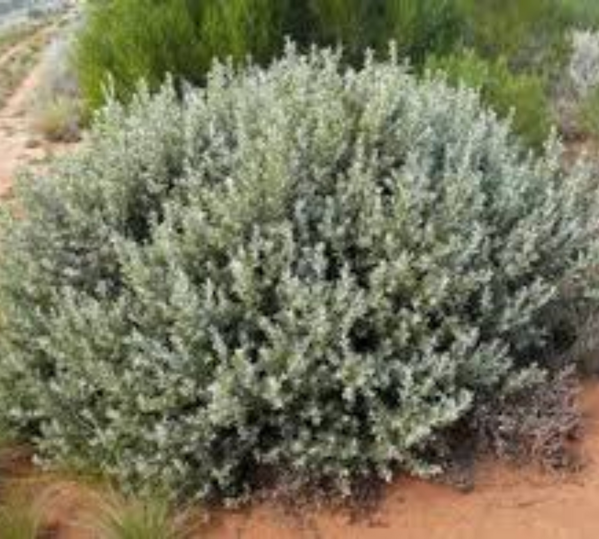 Eremophila glabra