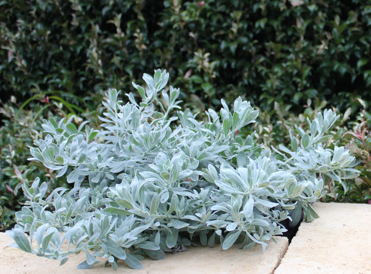 Eremophila glabra