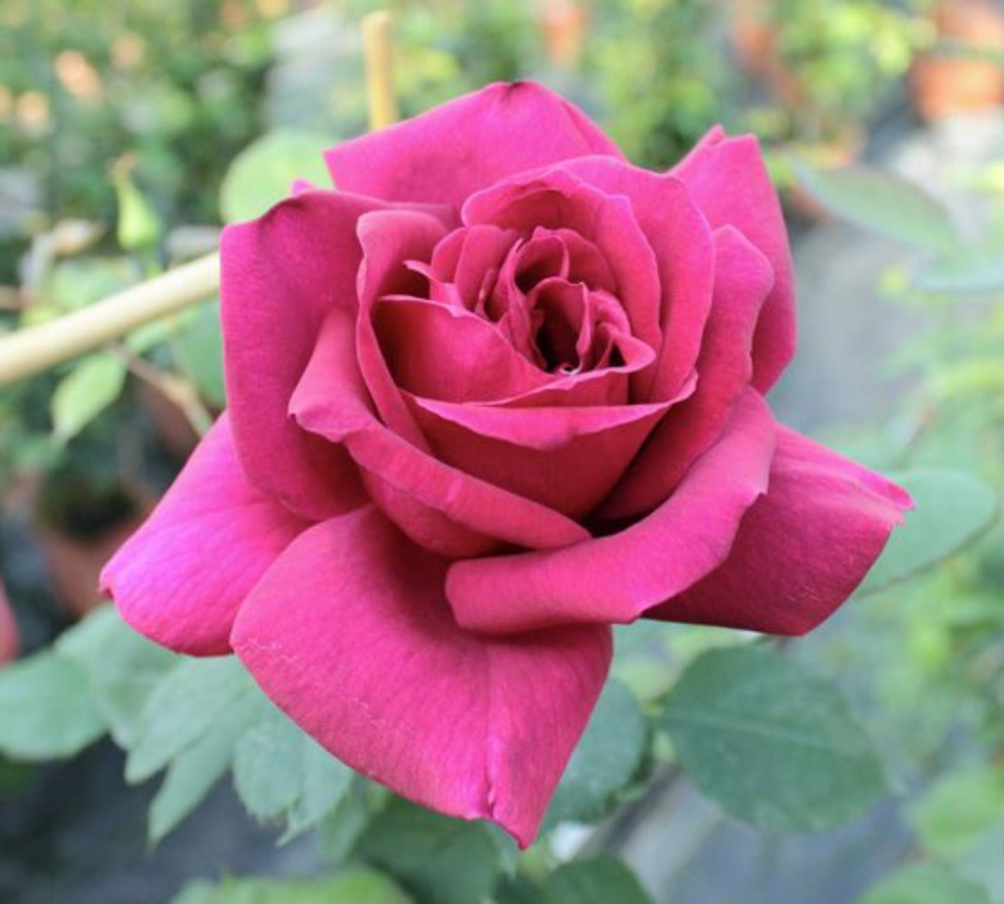 Etoile de Hollande sarm v24 cm