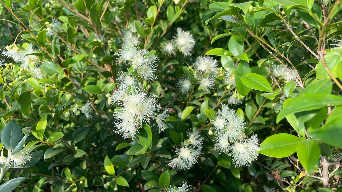 Eugenia myrtifolia