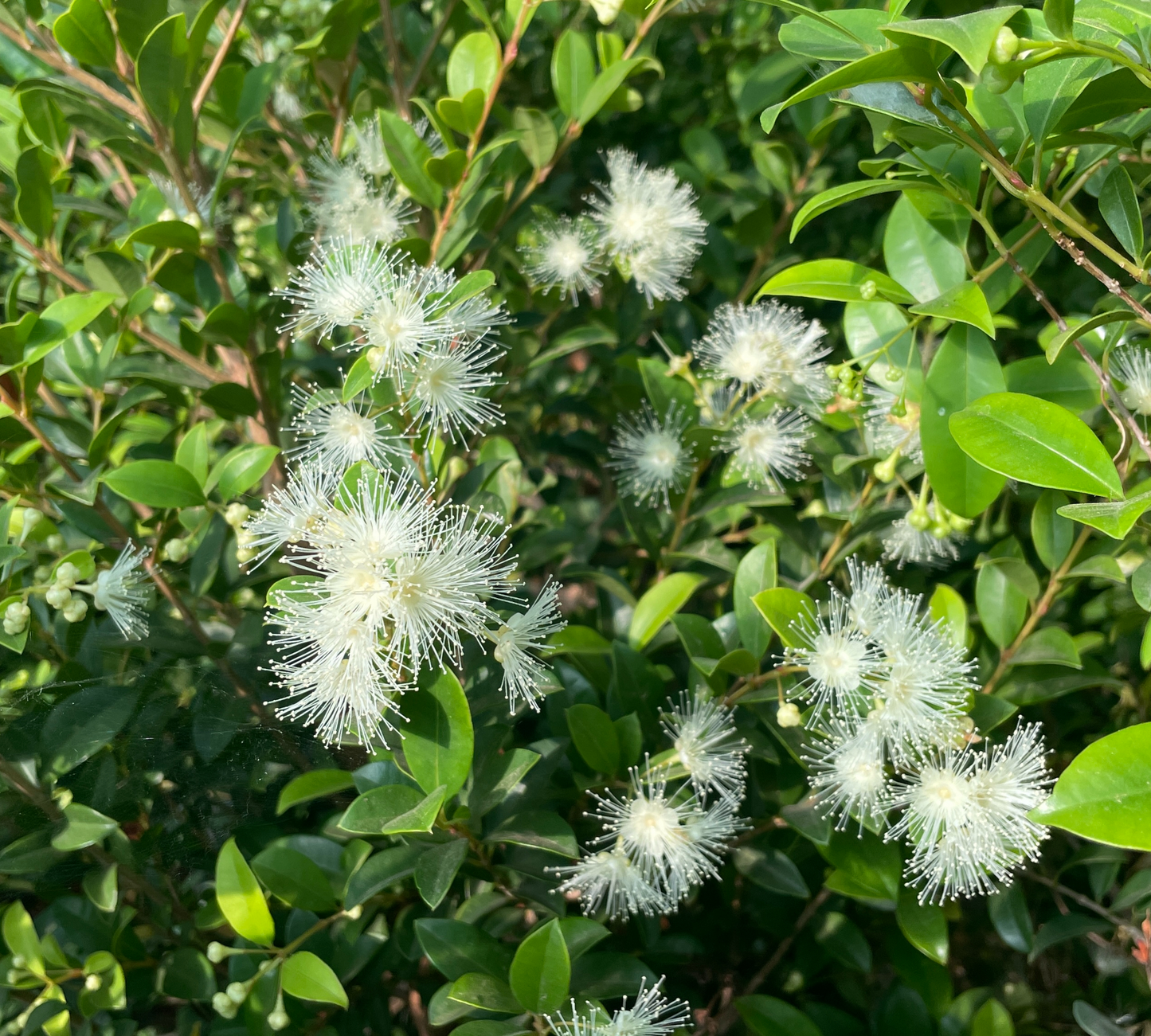 Eugenia myrtifolia