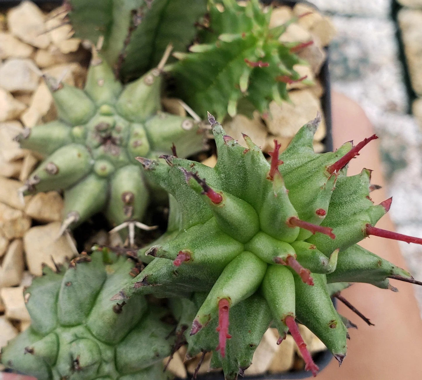 Euphorbia horrida mostruosa V14 cm