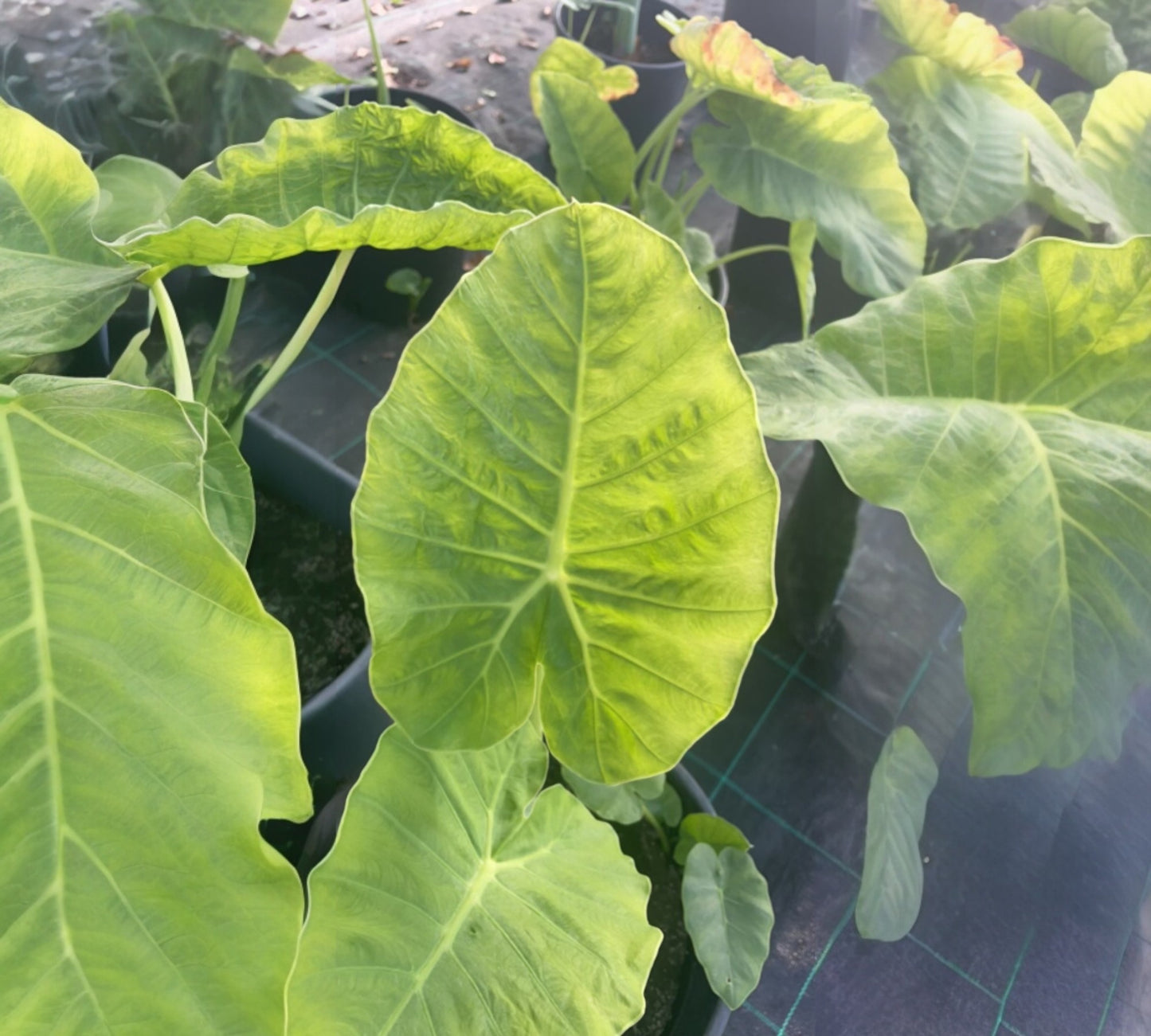 Alocasia Macrorrhiza