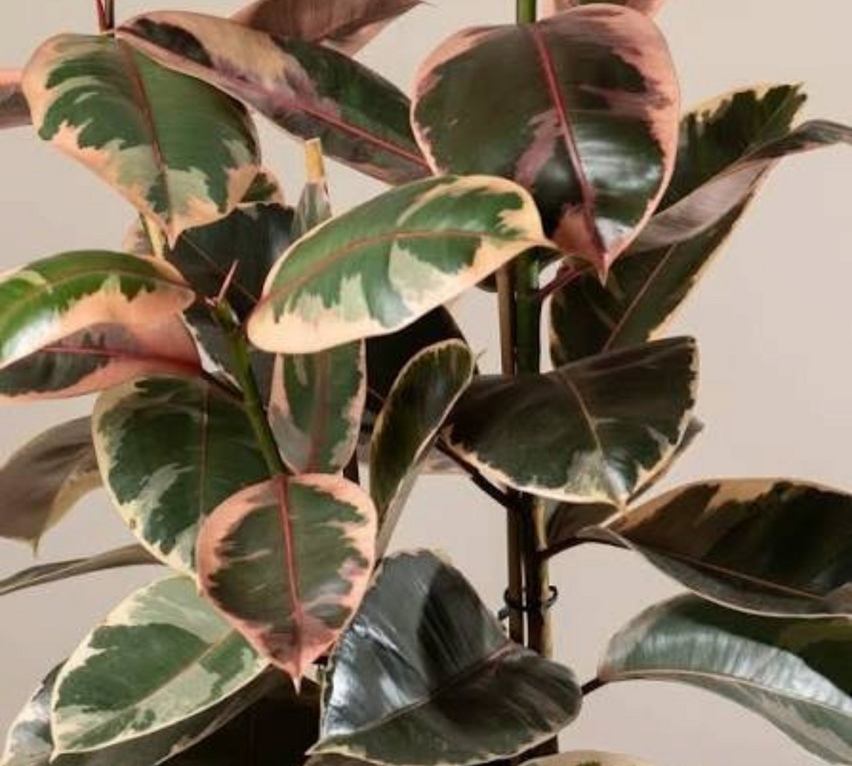 FICUS ELASTICA BELIZE