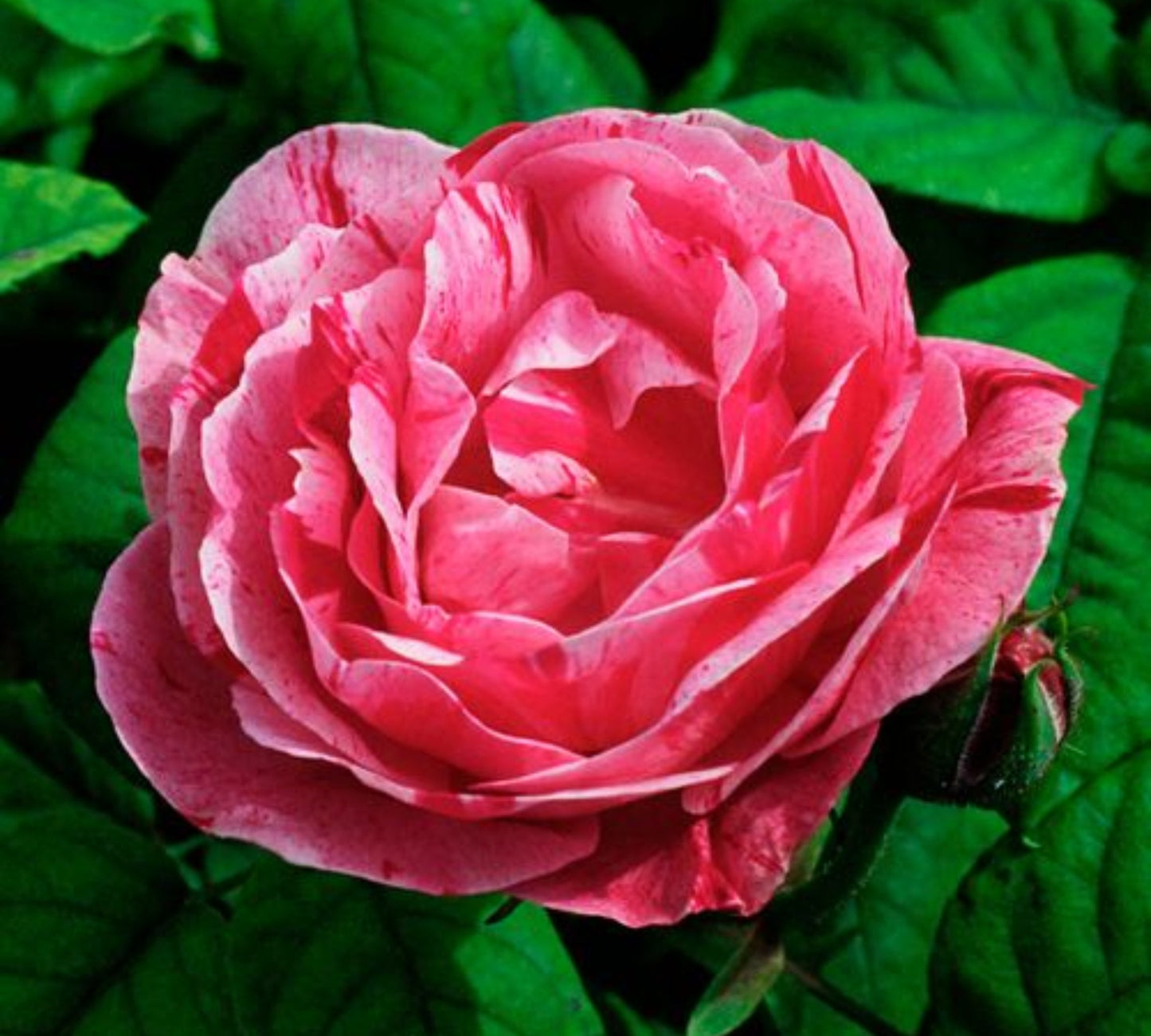 Ferdinand Pichard v20 cm