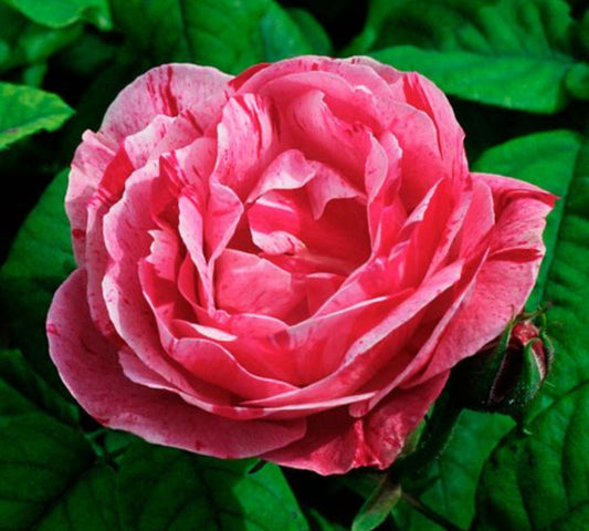 Ferdinand Pichard v20 cm