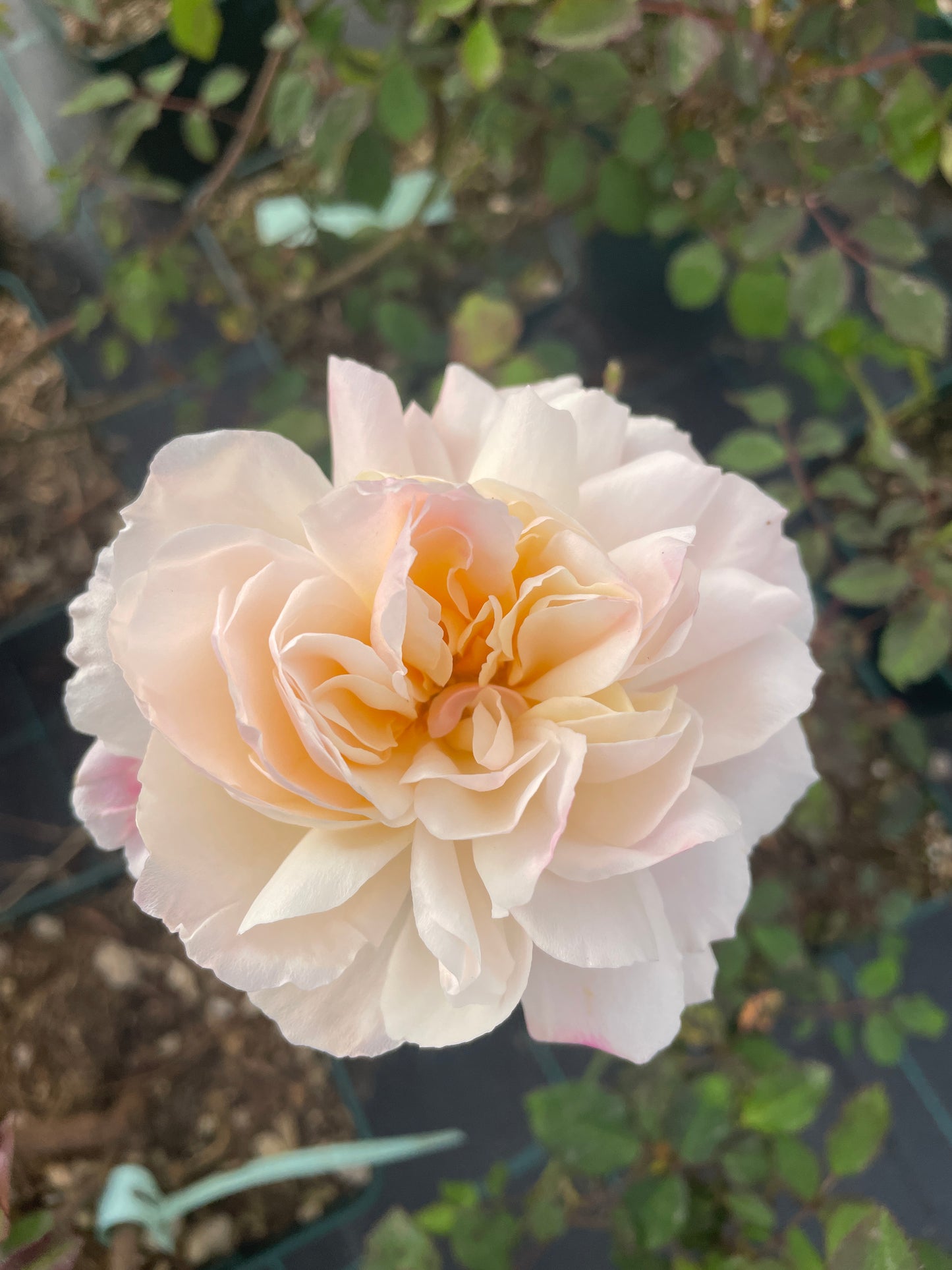 Ferdinand Pichard v20 cm