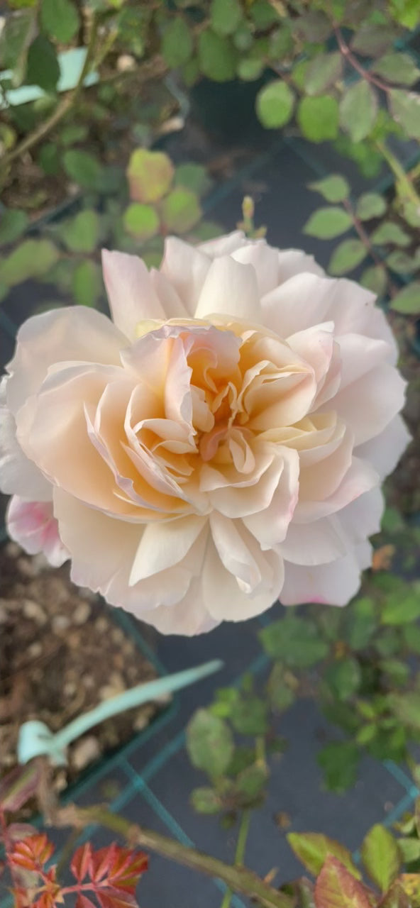 Ferdinand Pichard v20 cm