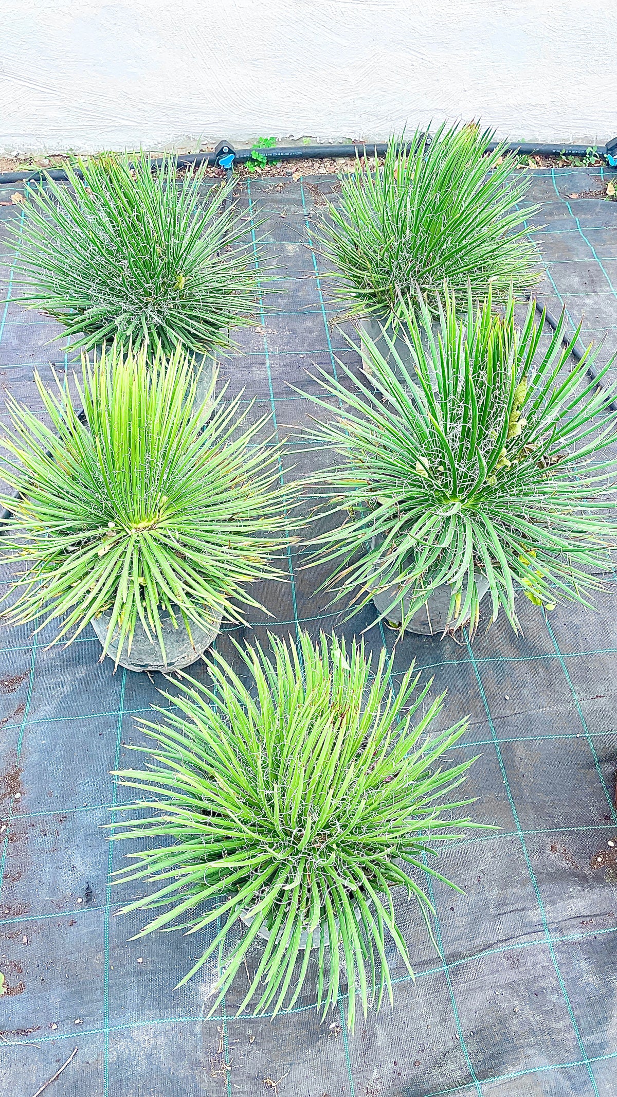 Agave filifera