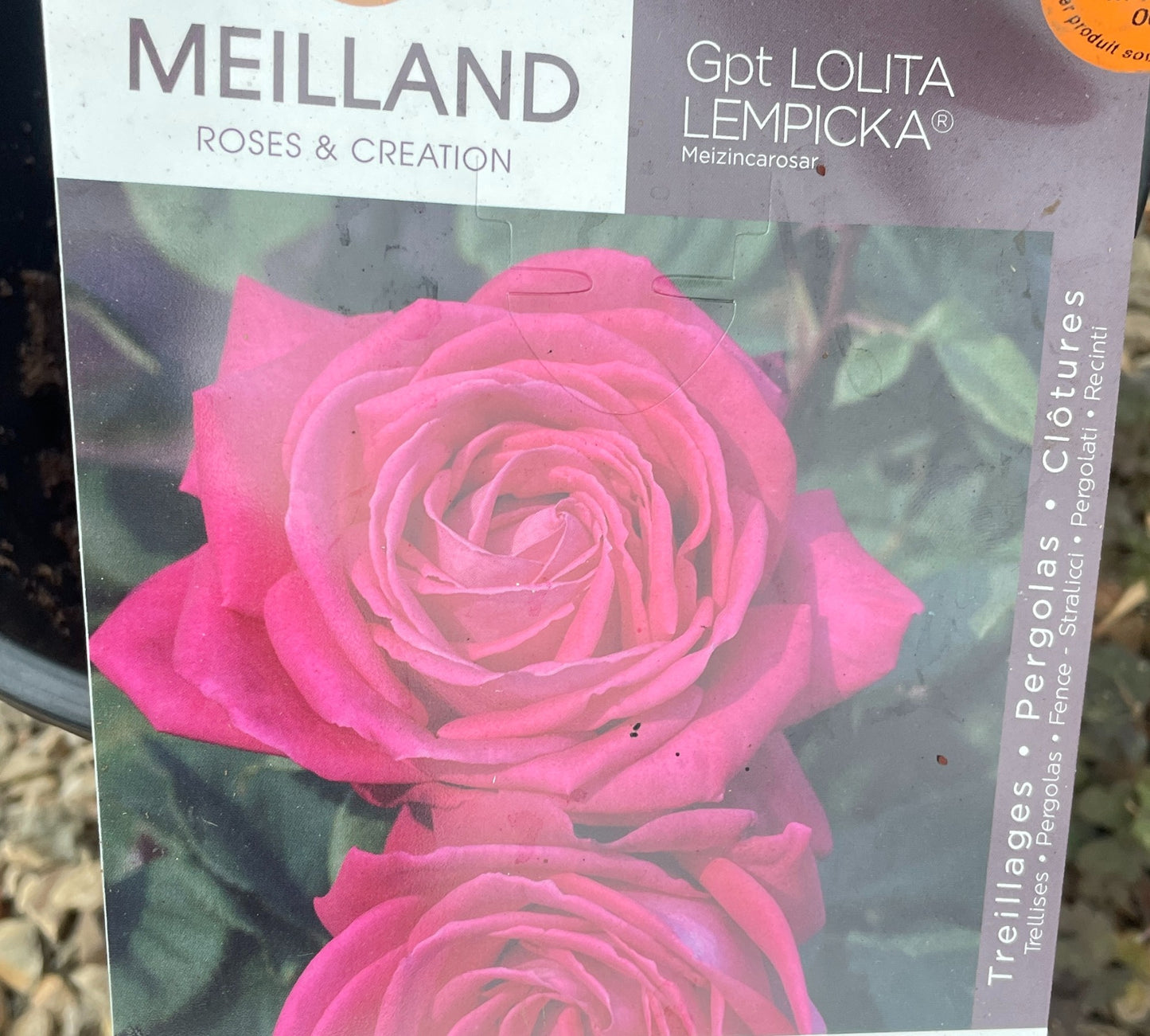 Lolita Lempicka Meizincarostar