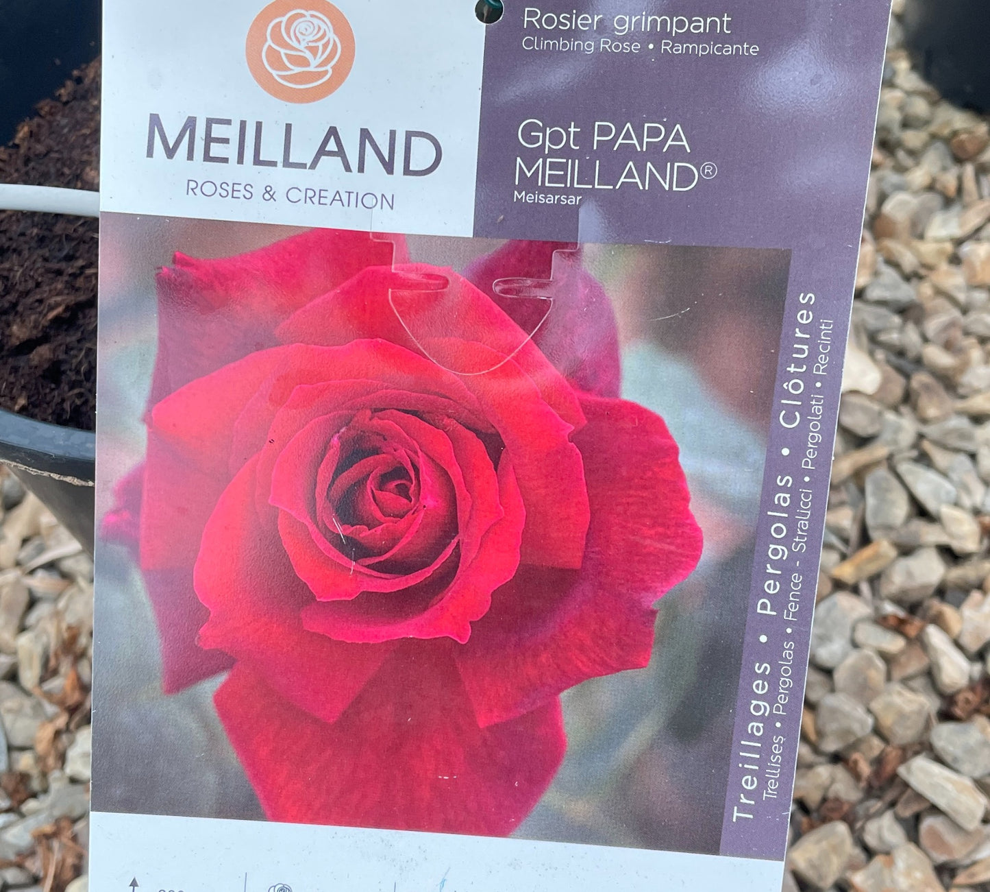 Papa Meilland Meisarsar