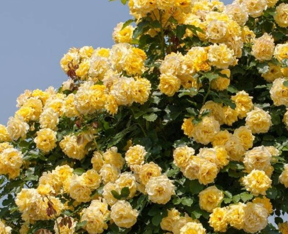 Rimosa Meigro-Nurisar