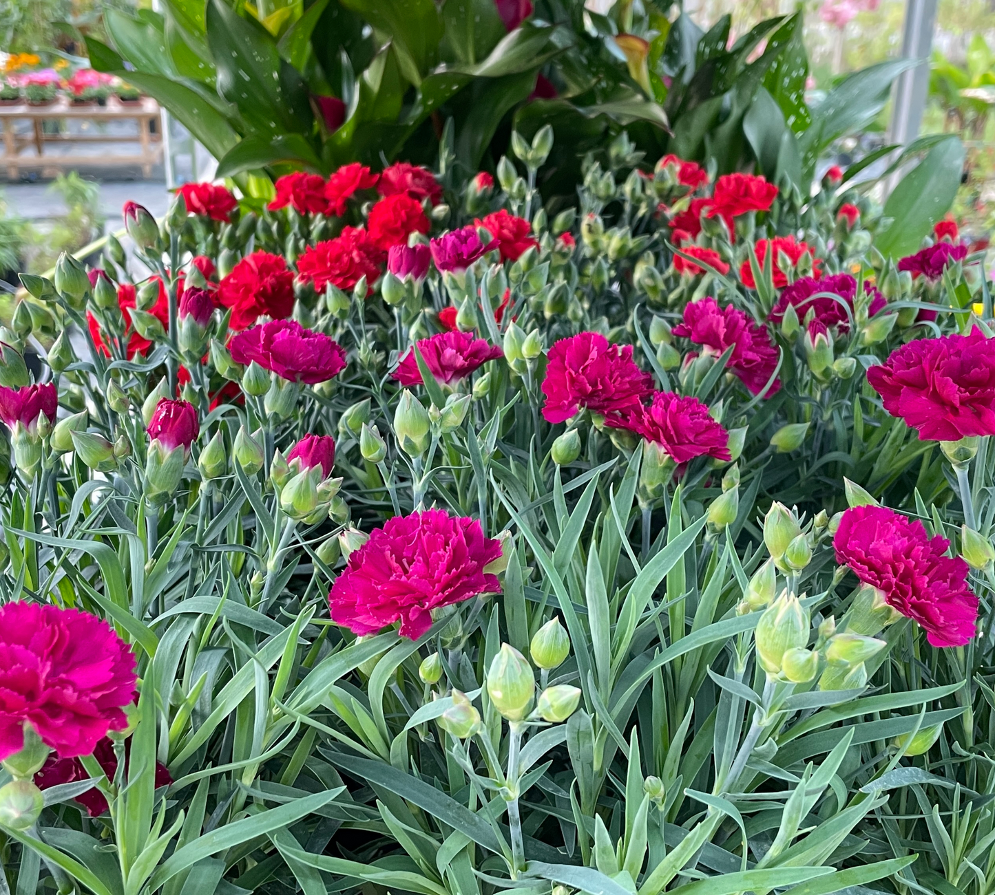 Garofano Dianthus vaso 17 cm