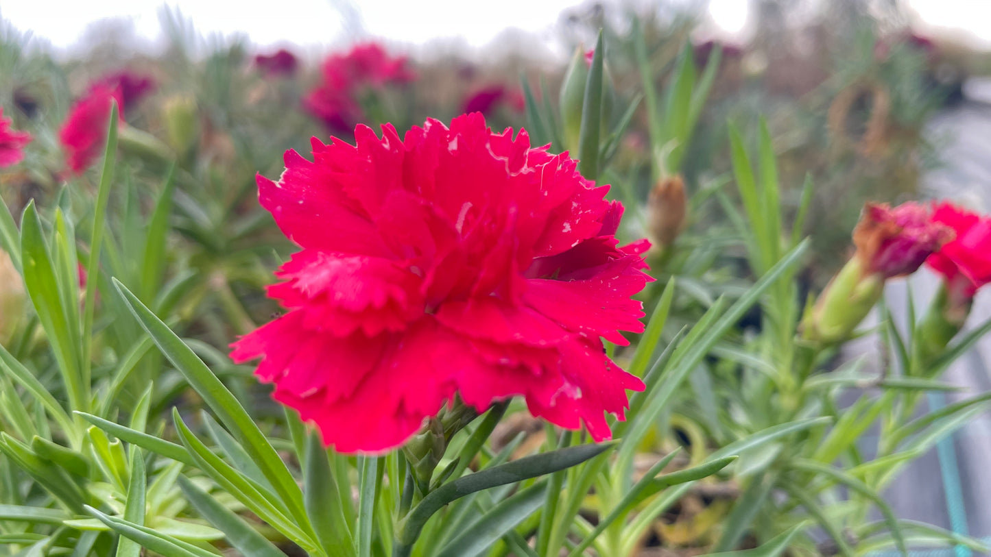 Garofano Dianthus vaso 17 cm