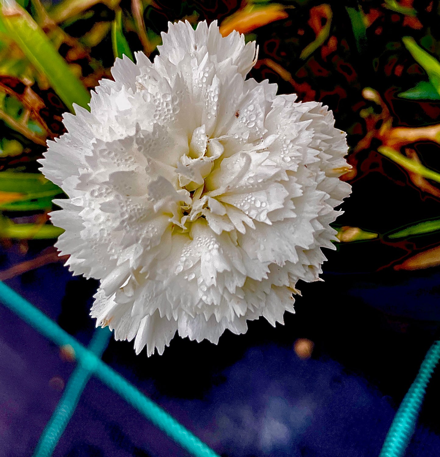 Garofano Dianthus vaso 17 cm