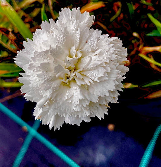 Garofano v17 cm