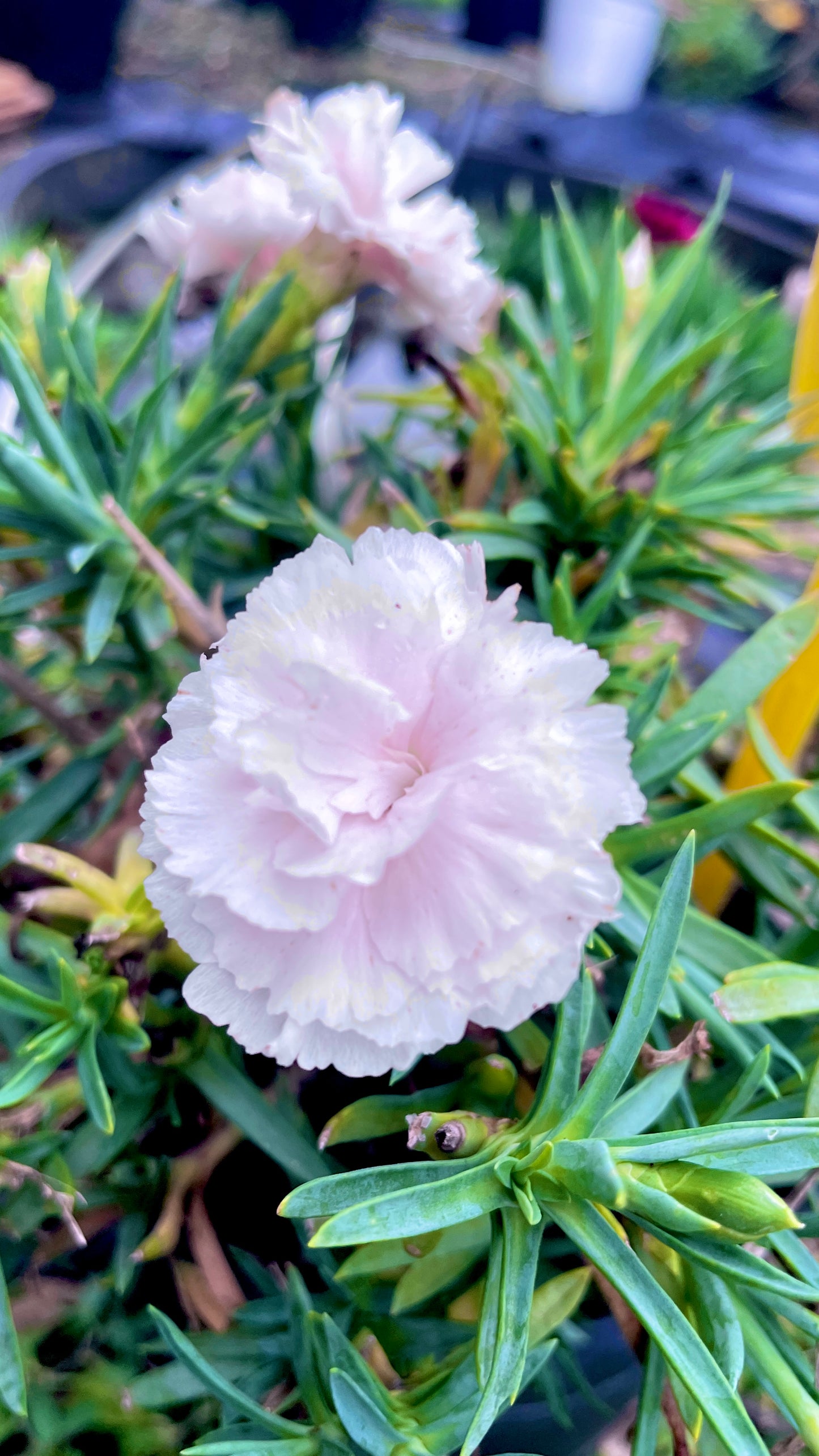 Garofano Dianthus vaso 17 cm