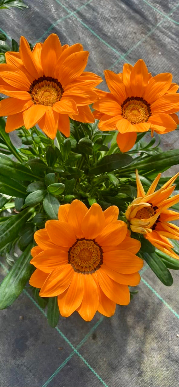 Gazania vaso 17 cm