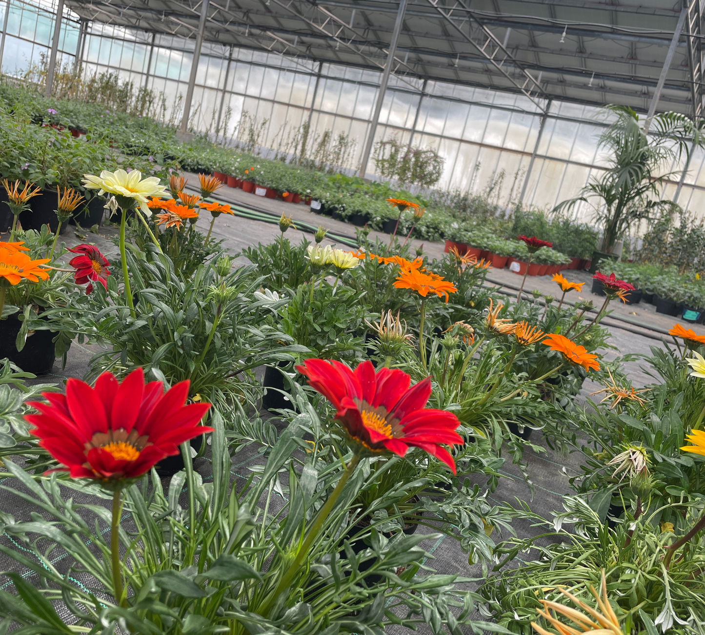Gazania vaso 17 cm