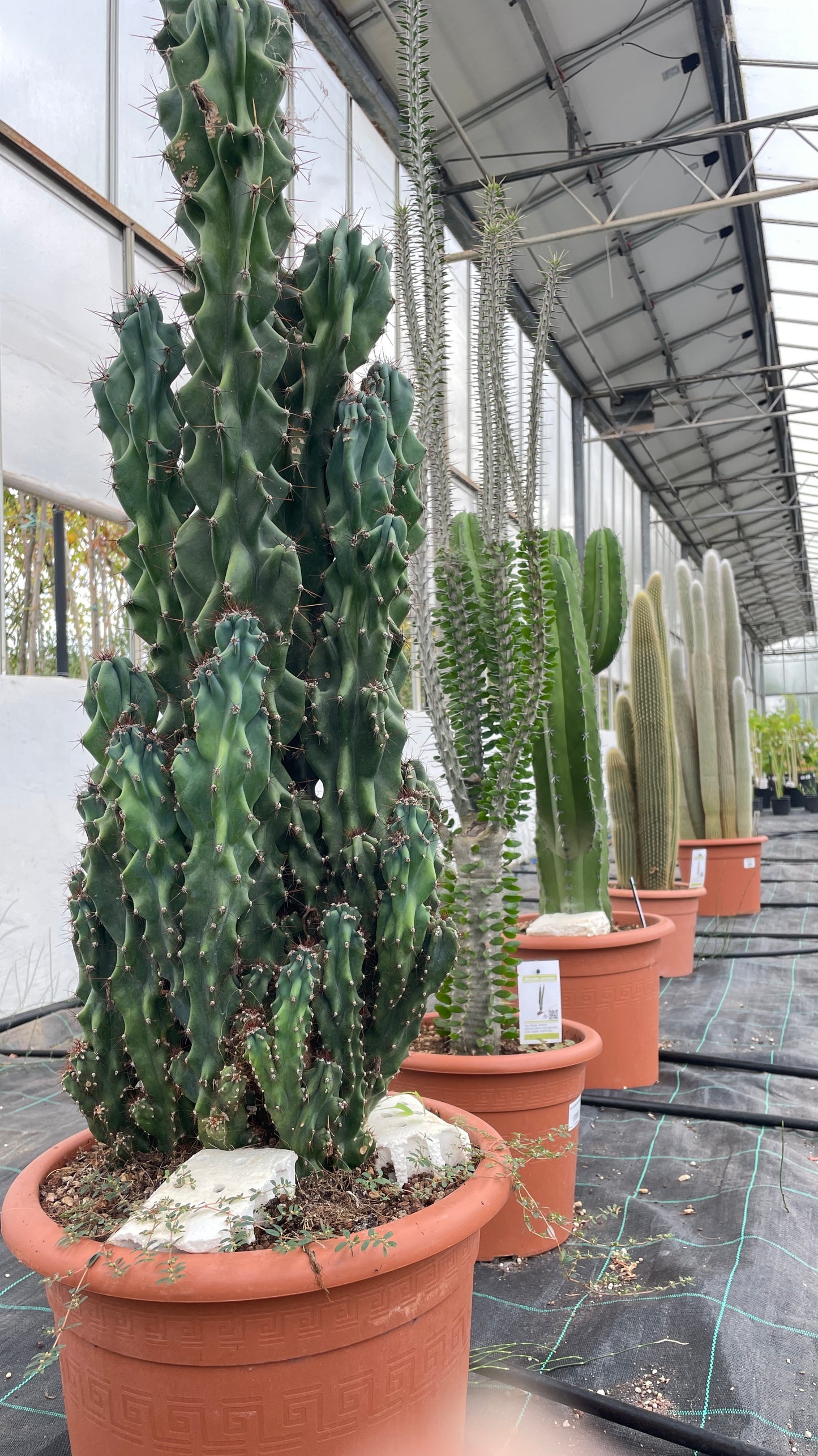 Cereus Peruvianus Monstruoso V 35 cm H 100 cm