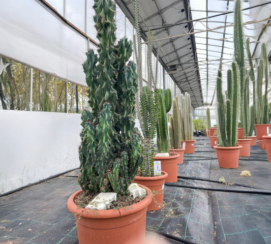 Cereus Peruvianus Monstruoso V 35 cm H 100 cm