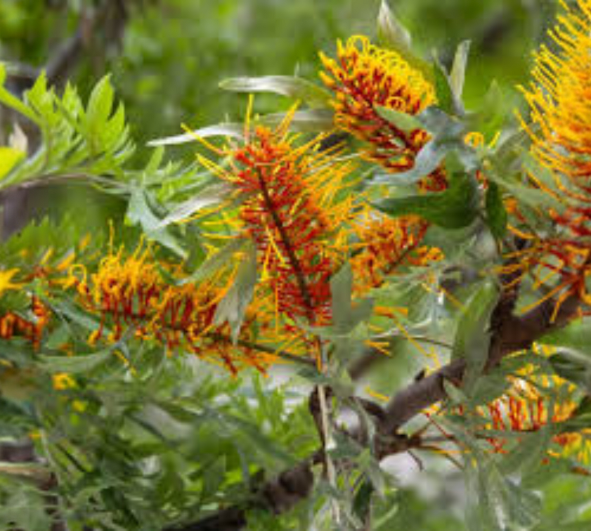 Grevillea robusta