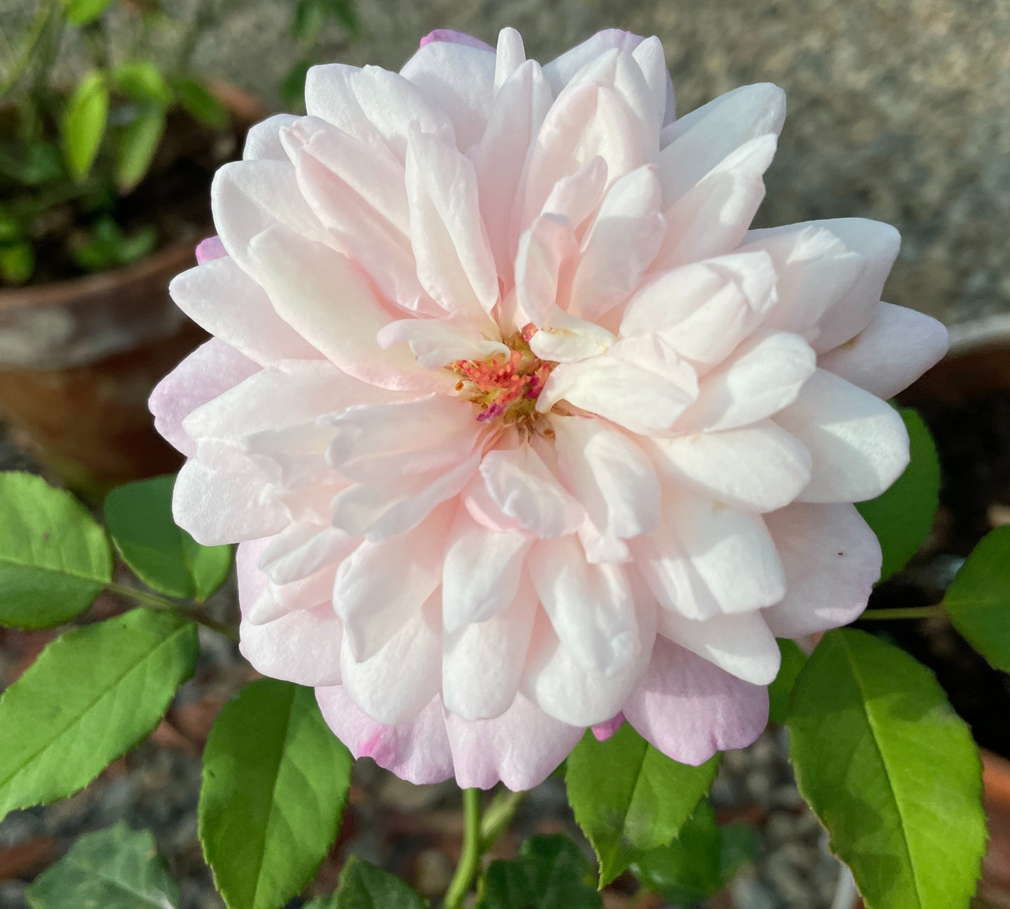 Gruss an Aachen v24 cm