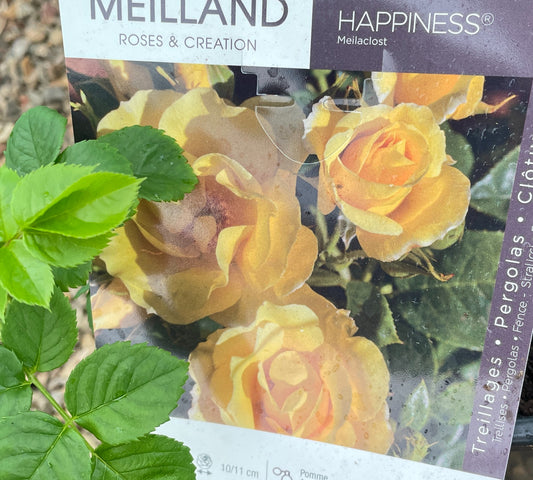 Happiness Meilaclost