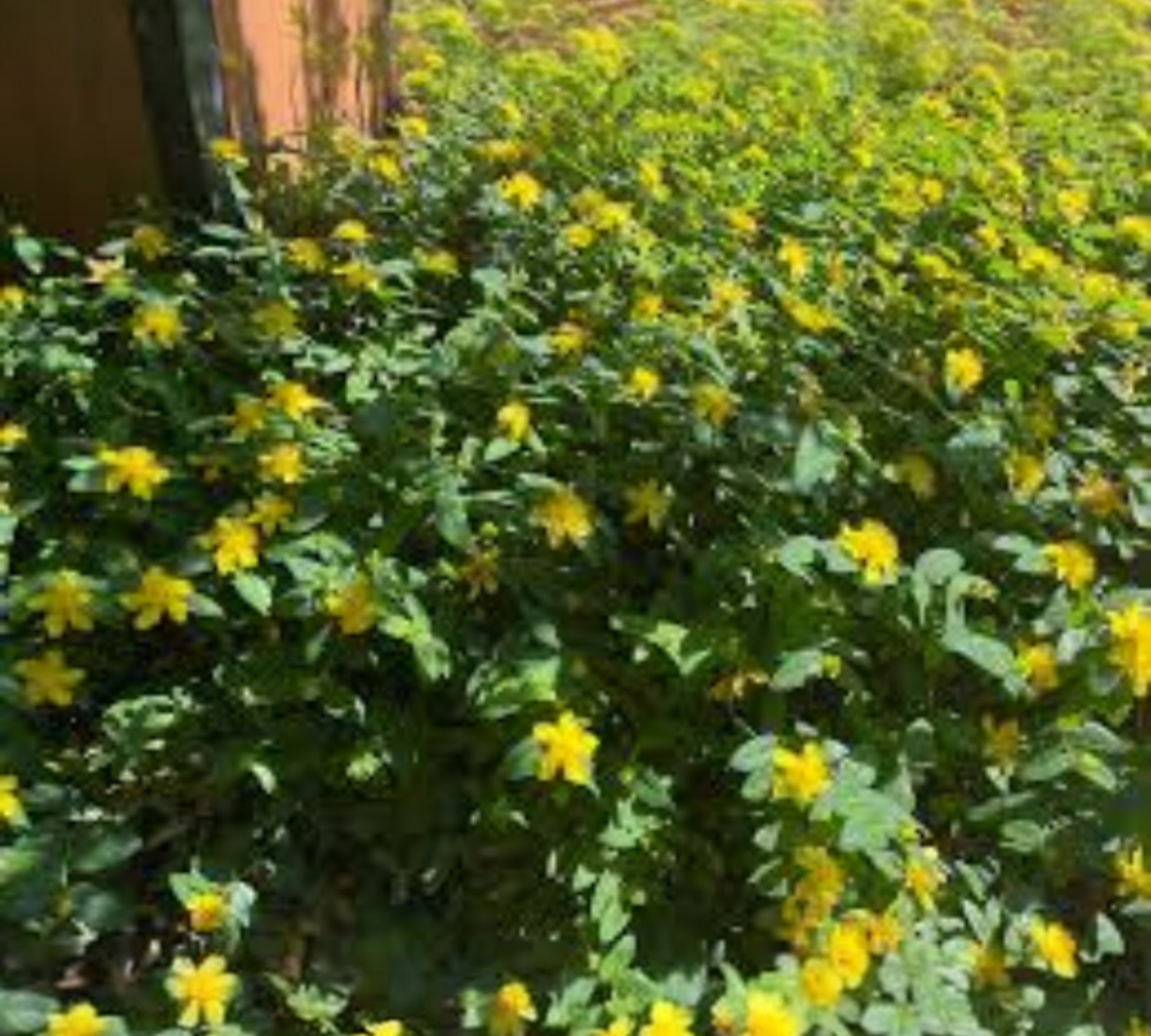 Hypericum calicynum cagliari