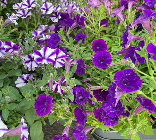 Ruellia brittoniana
