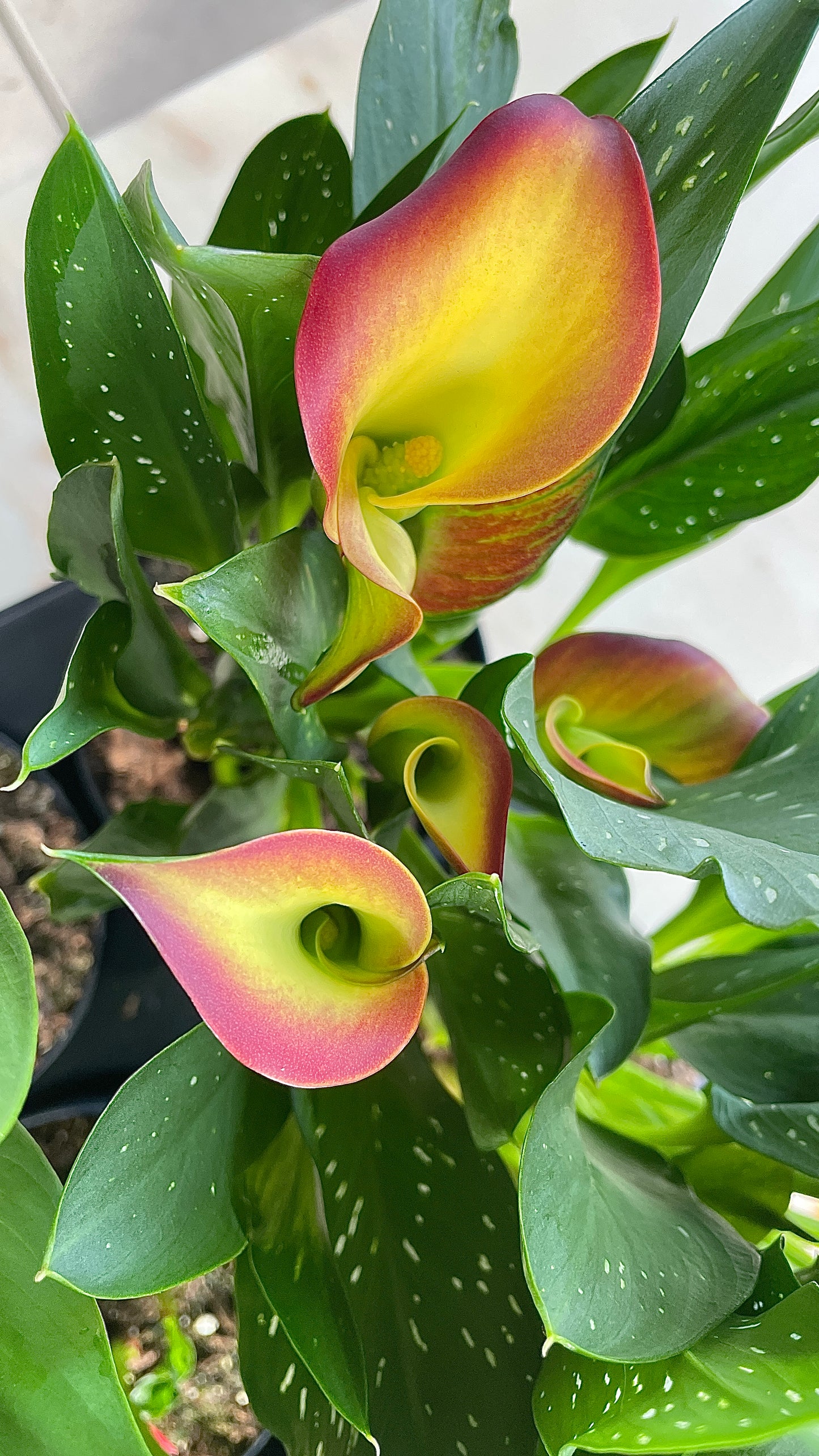 Calla Nana  – Vaso 14 cm