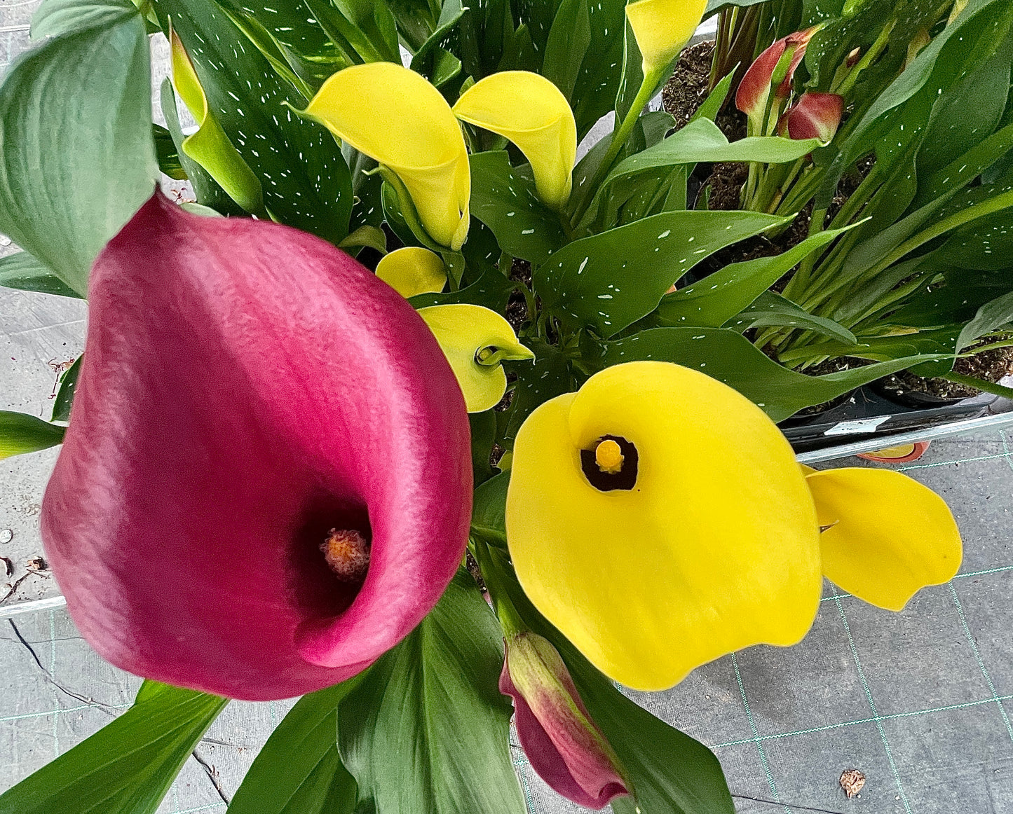 Calla Nana  – Vaso 14 cm
