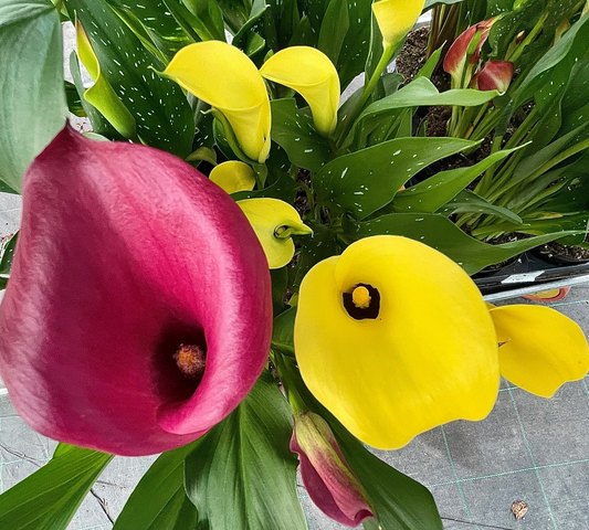 Calla Nana  – Vaso 14 cm