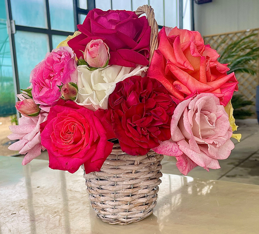 Rose Recise dal Vivaio – Scelte a Mano, Tagliate al Momento