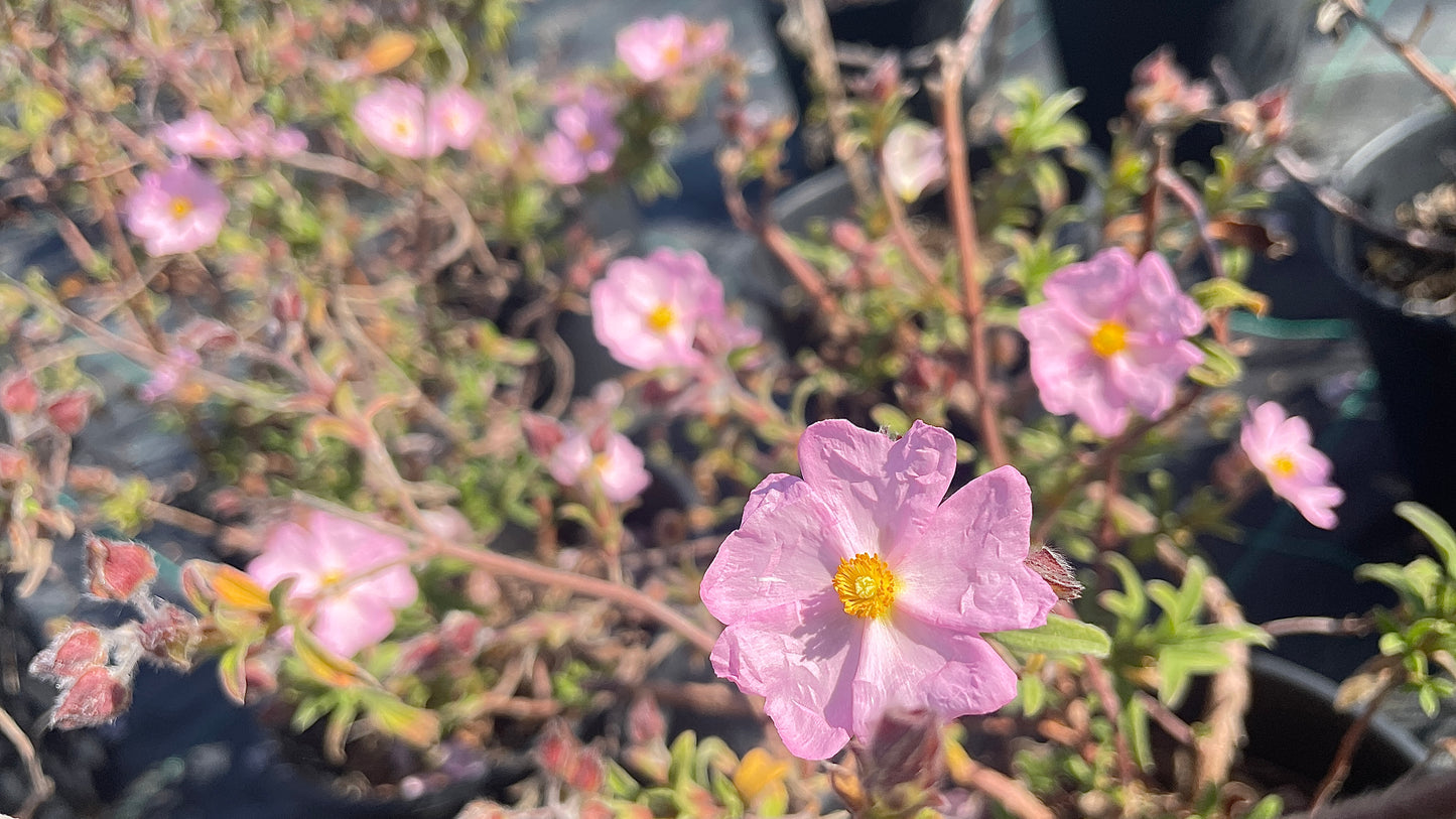 Cistus v18
