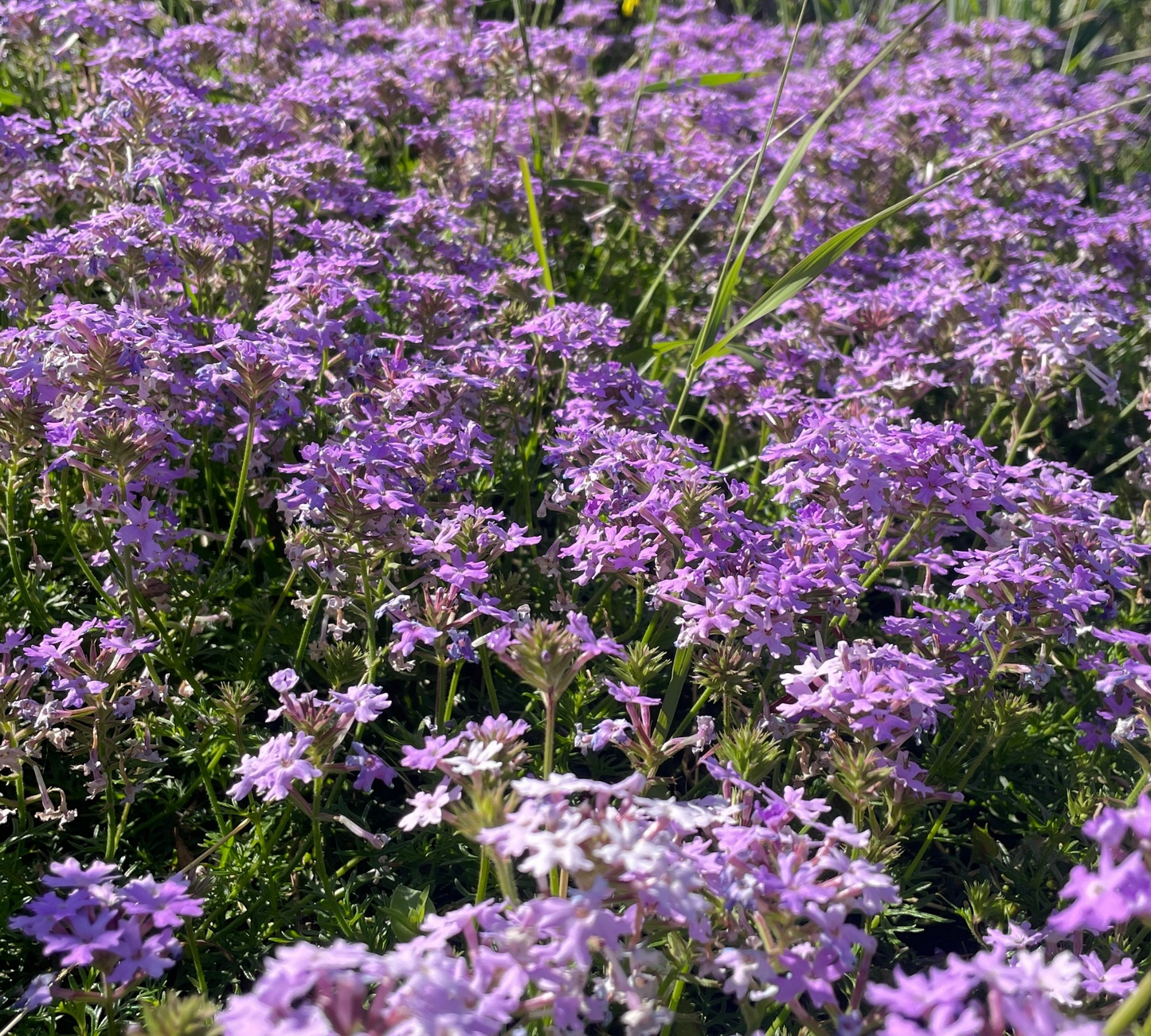 Verbena strisciante-soluzione prato