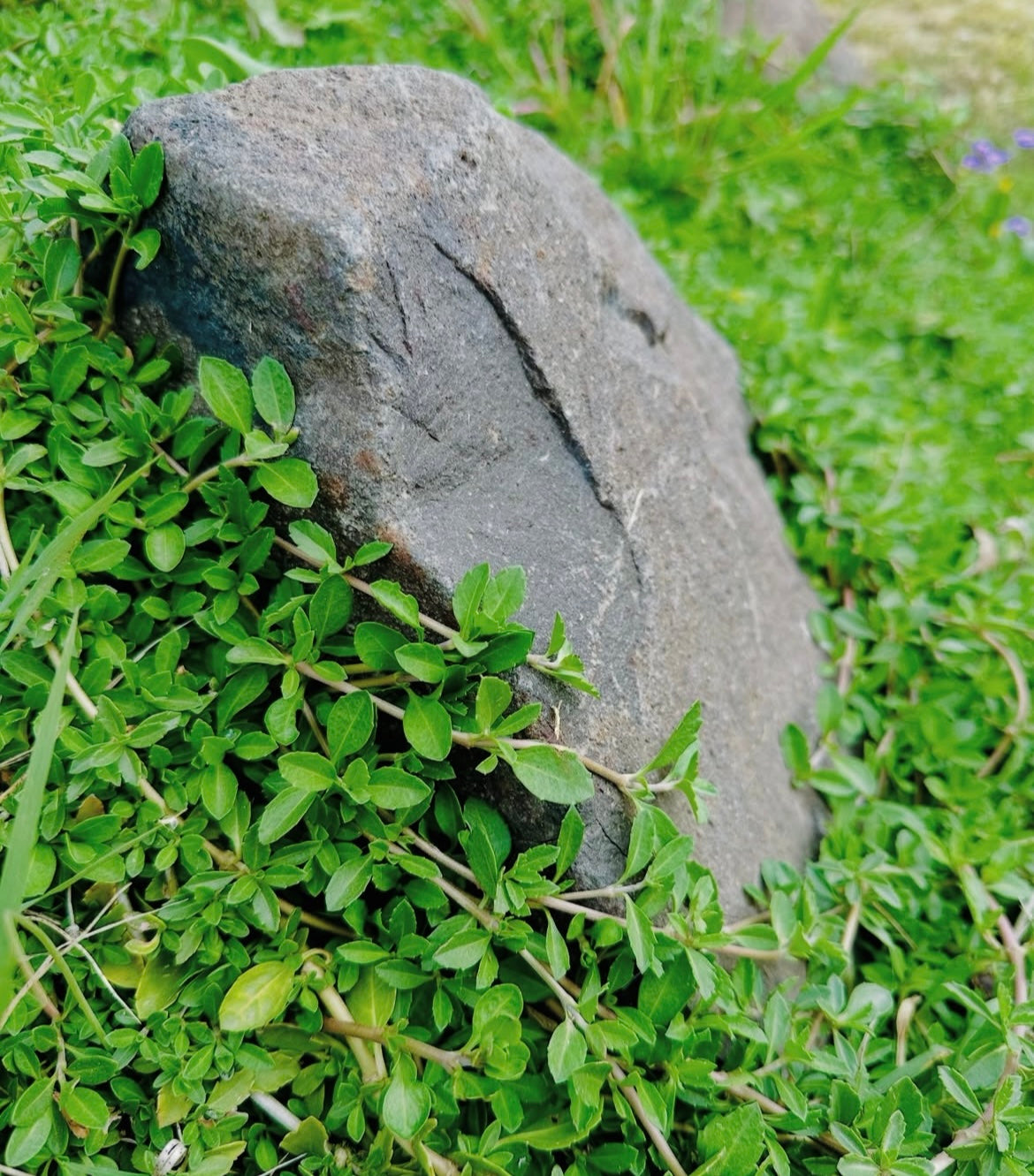 Lippia Nodiflora