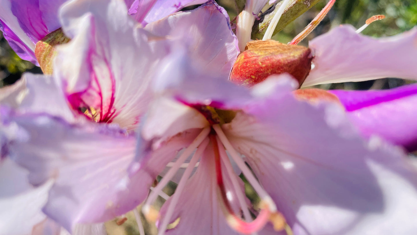 Bauhinia