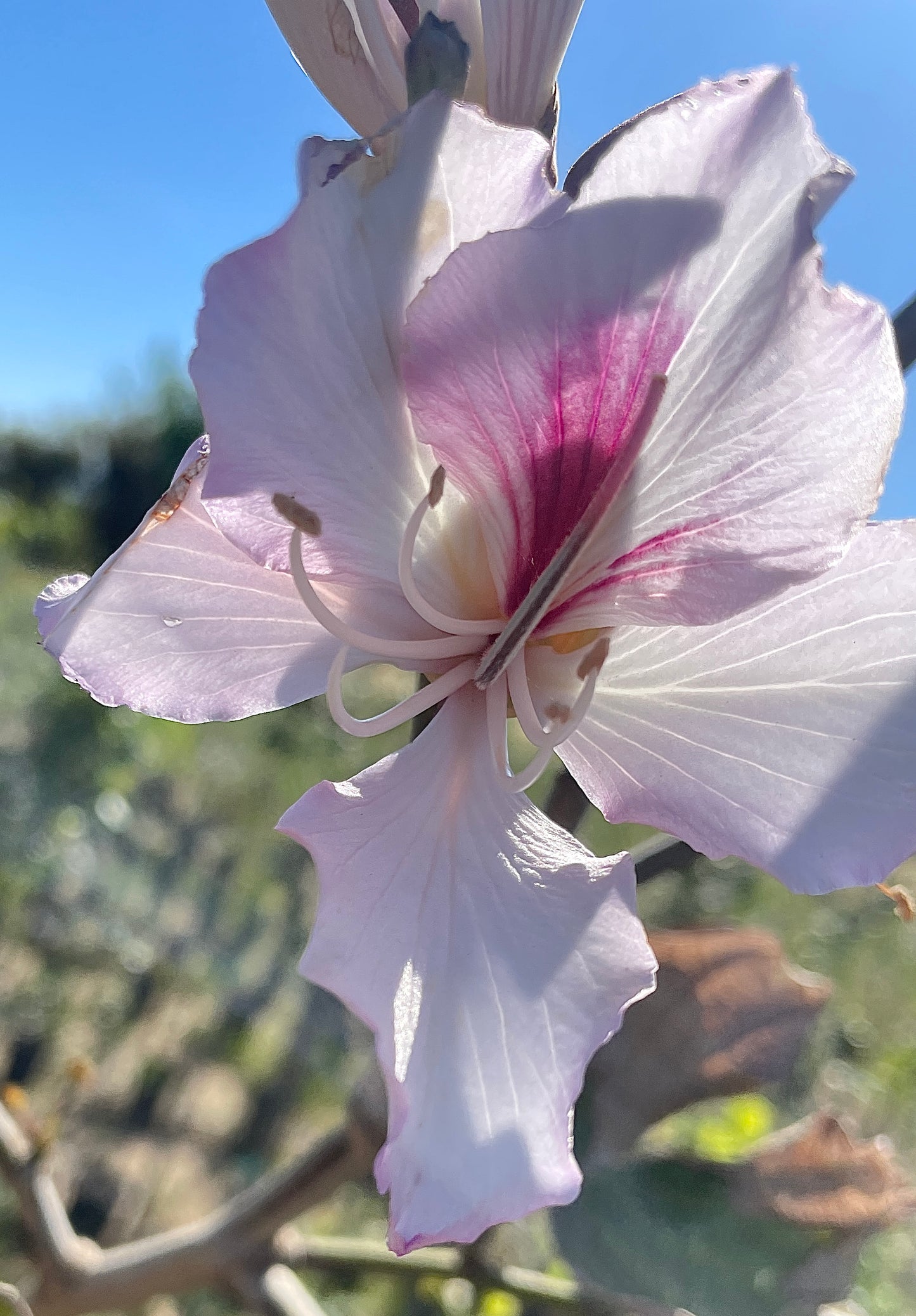 Bauhinia