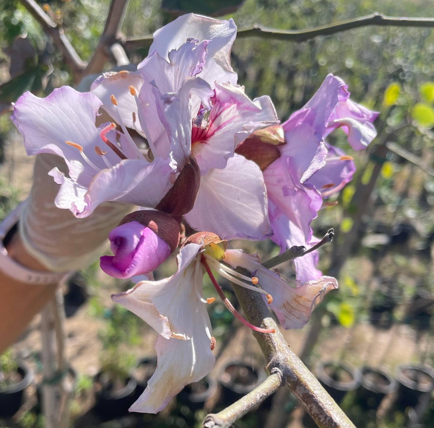 Bauhinia