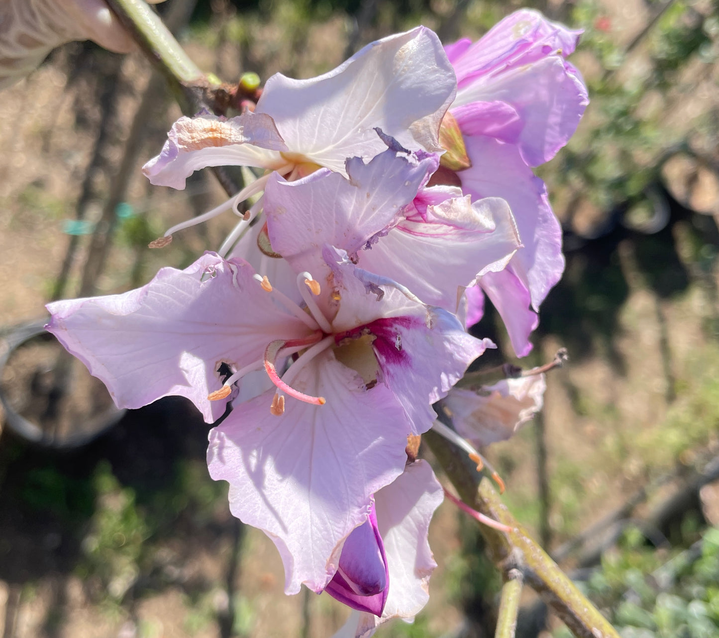 Bauhinia