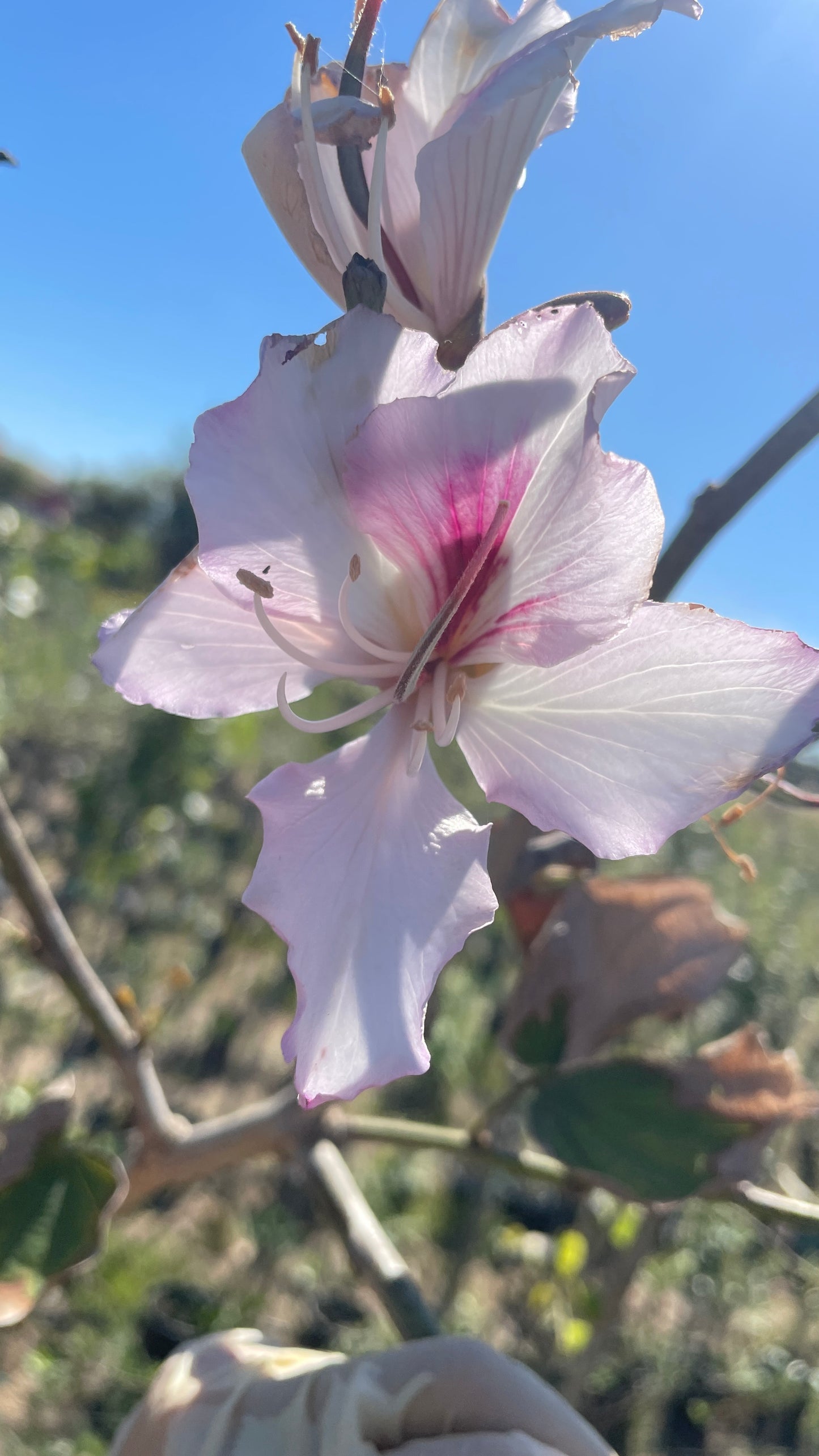Bauhinia